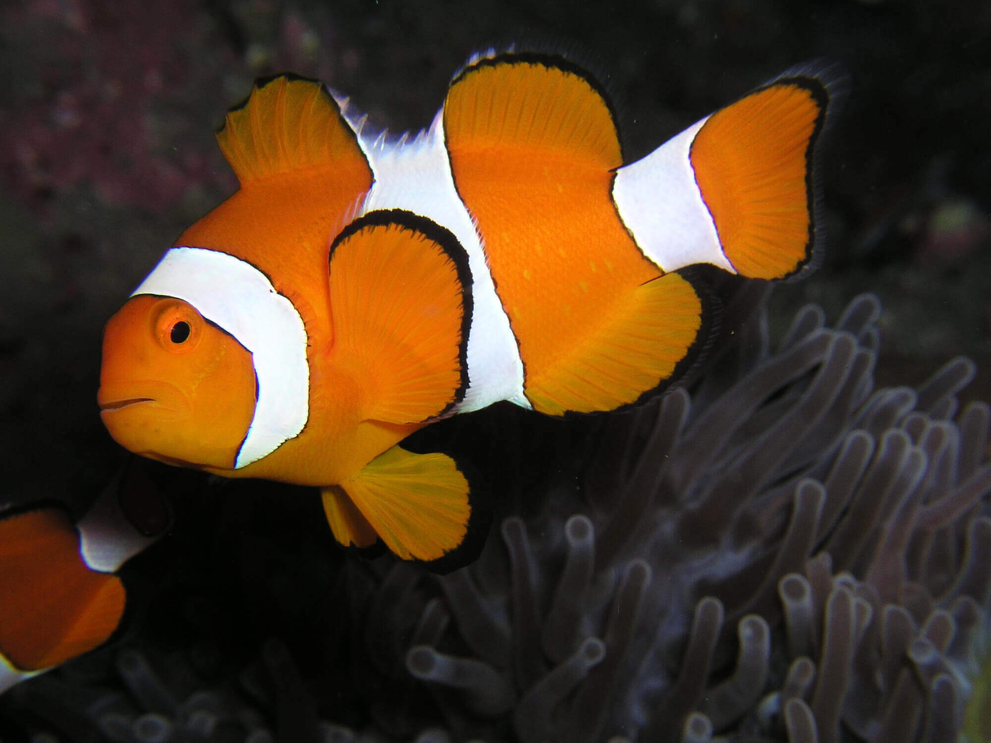 Clown Fish