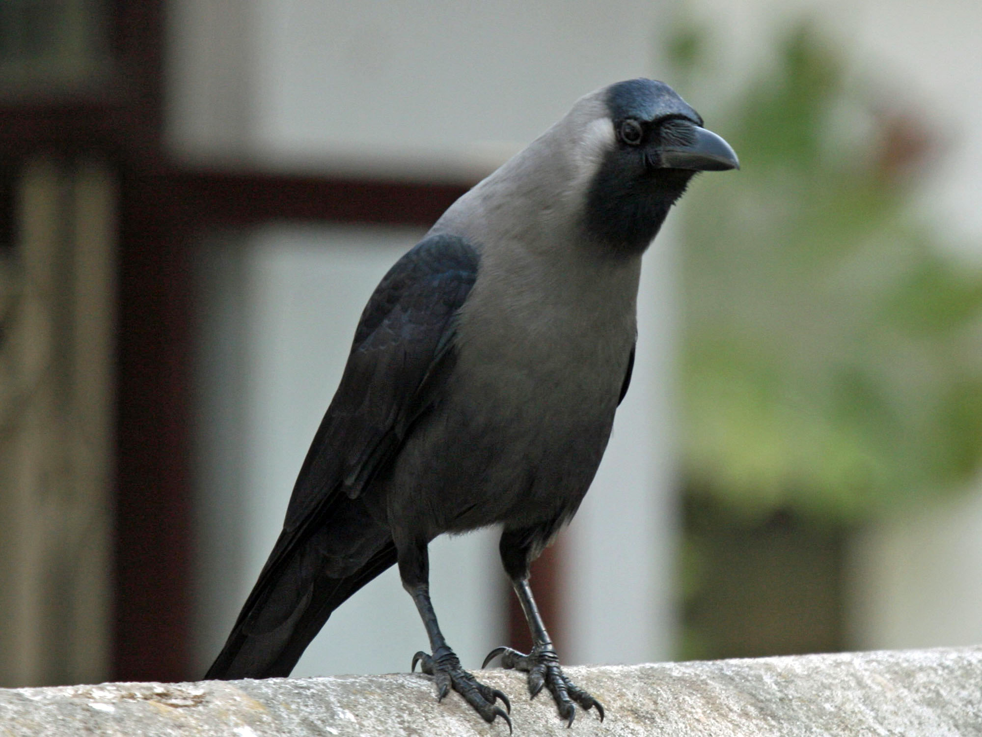 Crow