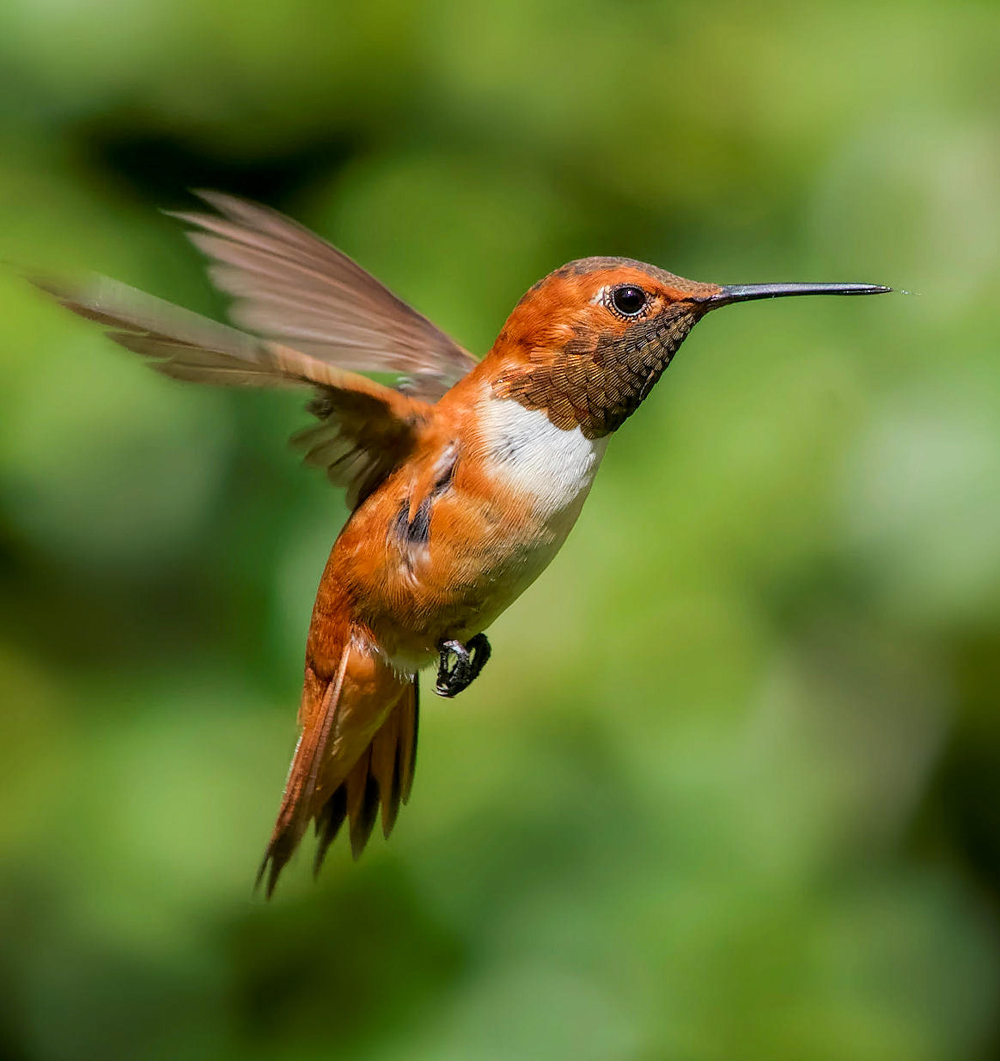 Humming Bird