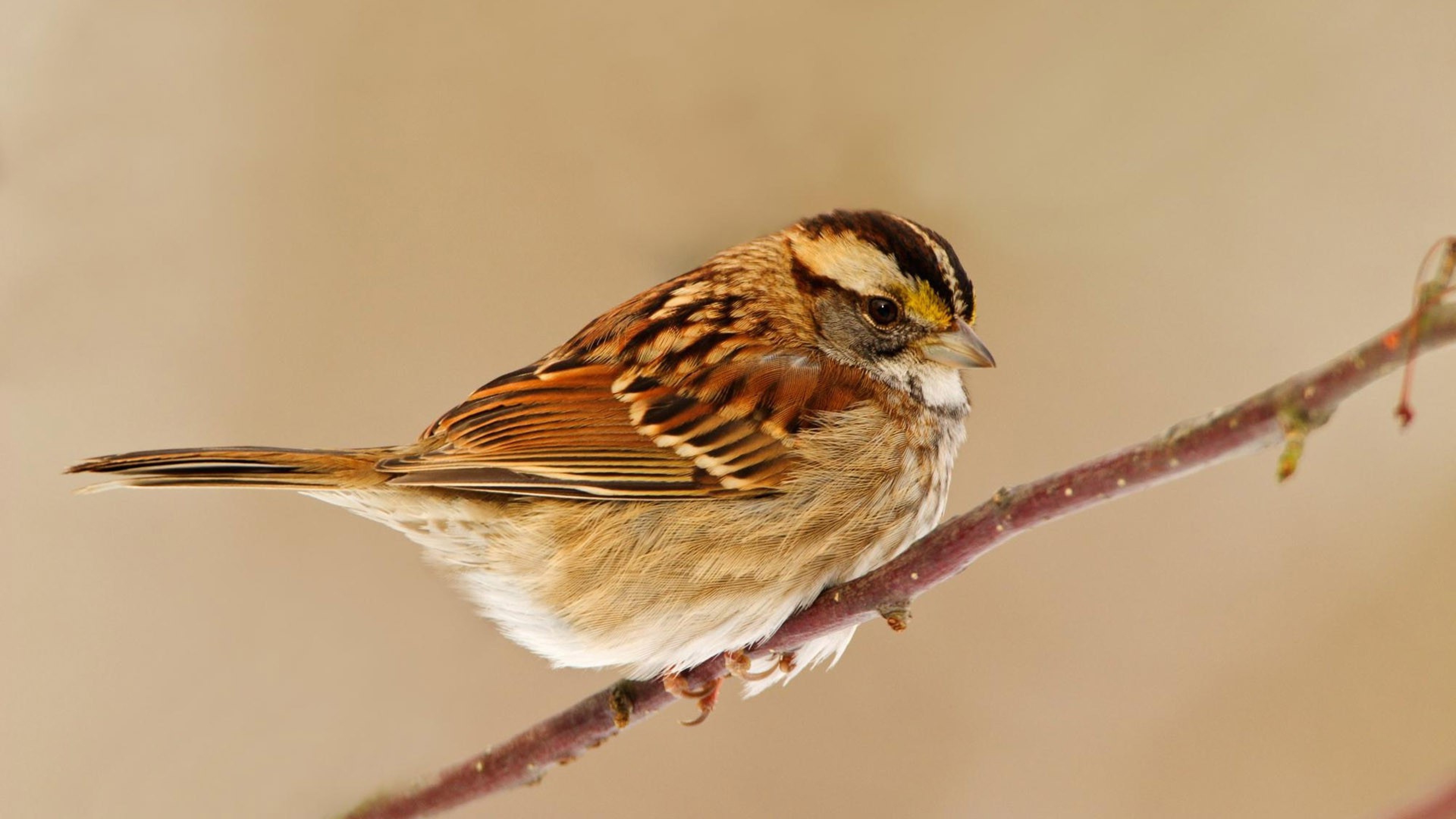 Sparrow