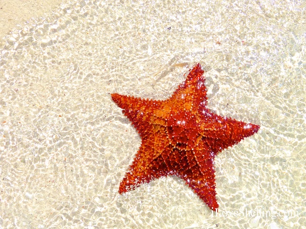 Star Fish