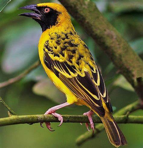 Weaver Bird